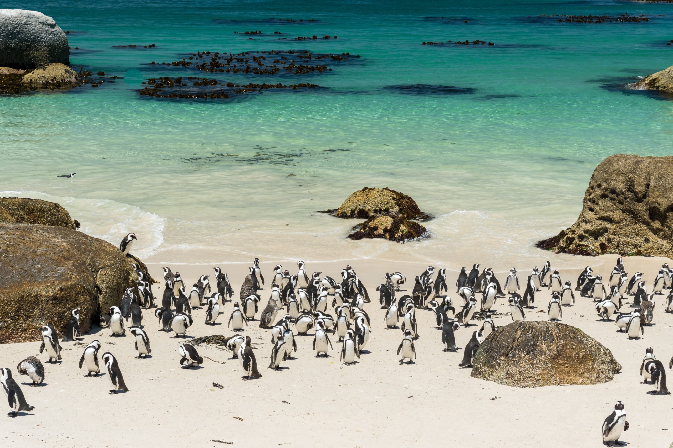Brillenpinguine am Strand vom Boulders Beach, nahe Kapstadt