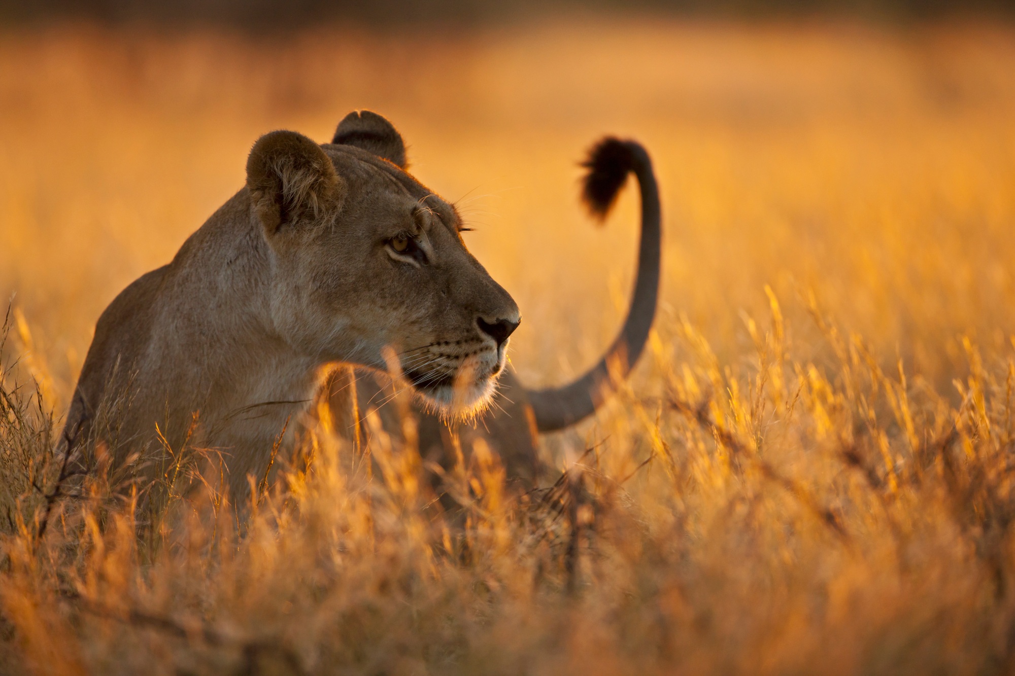 Africa, Botswana, Lioness in central kalahari game reserve