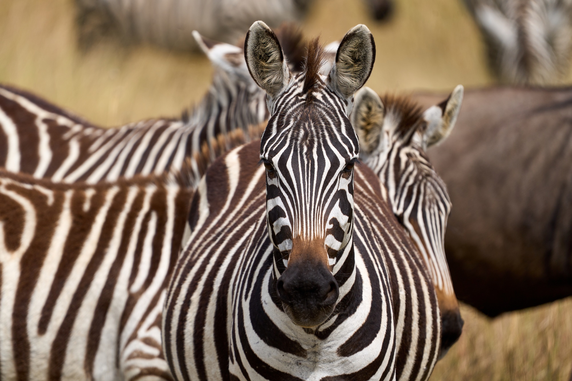 Beauty zebra in a natural reserve looking at camera