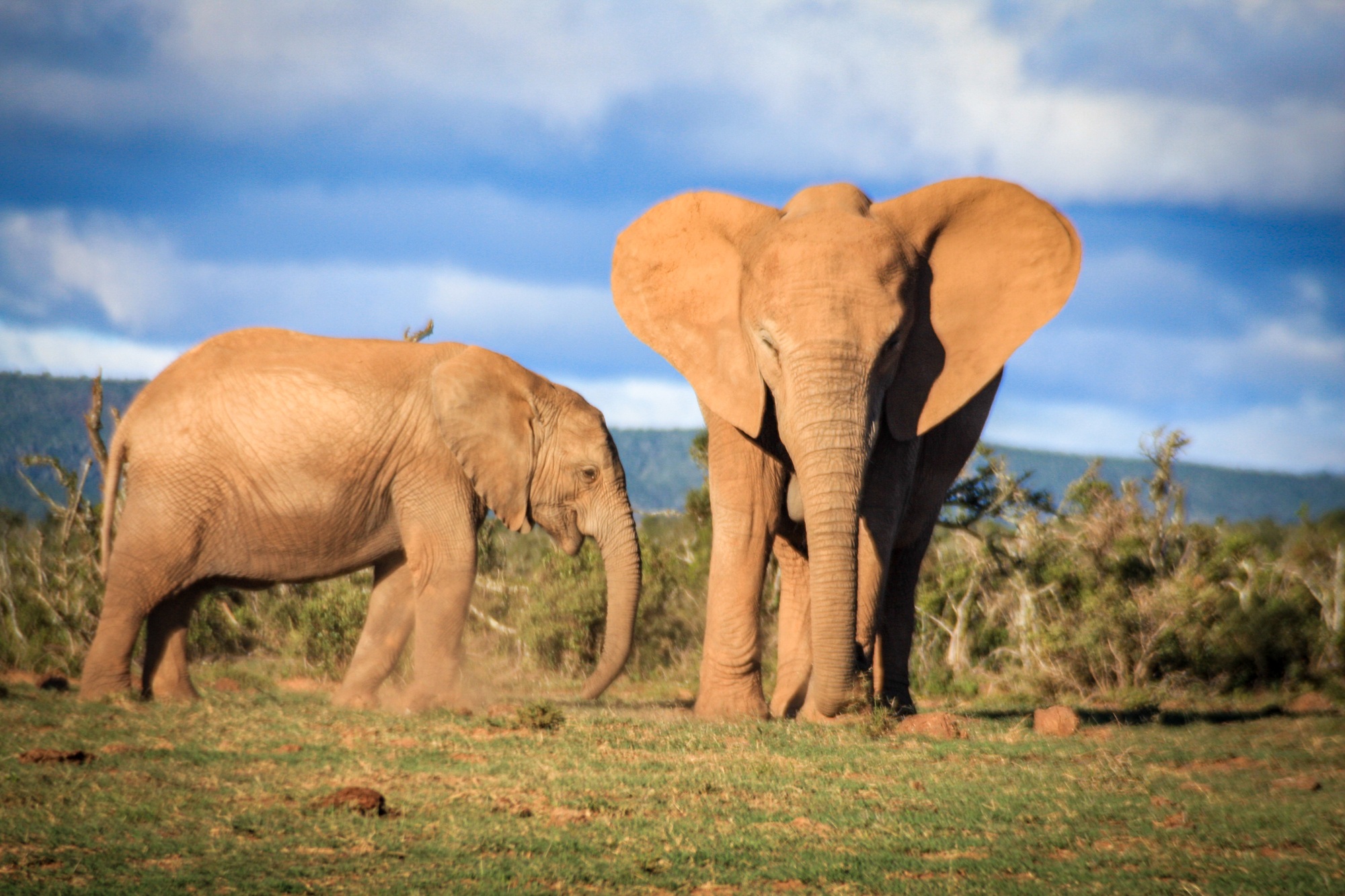 Close up wild elephants at Addo game reserve