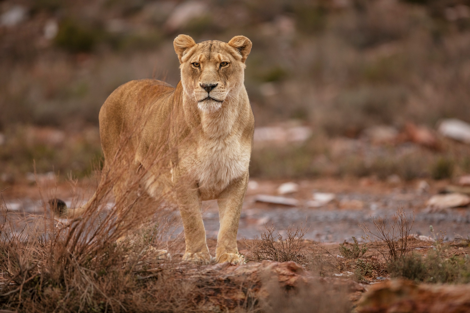 Lioness in nature reserve, Touws River, Western Cape, South Africa