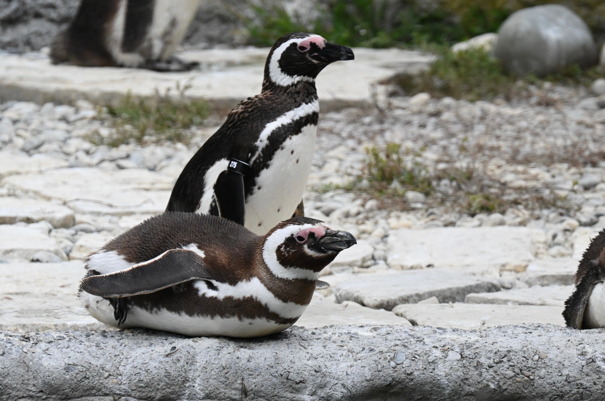 Two Magellanic Penguins